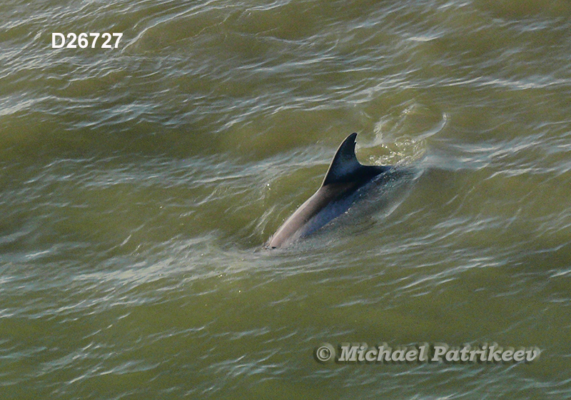 Common Bottlenose Dolphin (Tursiops truncatus)